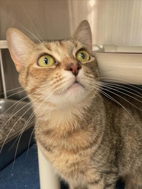 Sleigh Bell - Domestic Short Hair