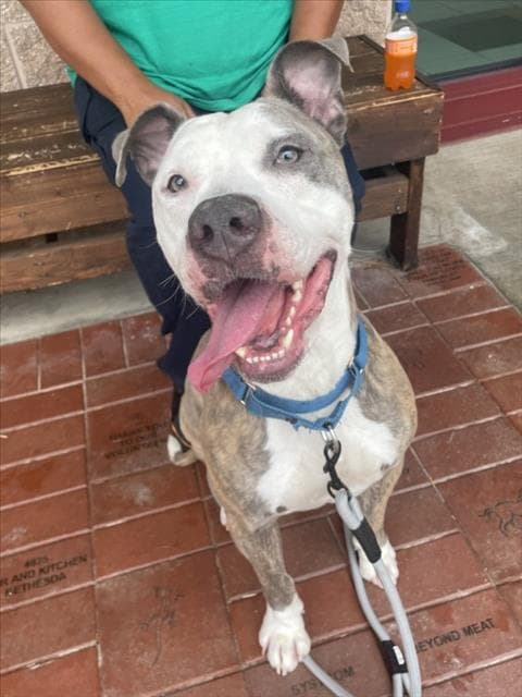 Robin - American Pit Bull Terrier