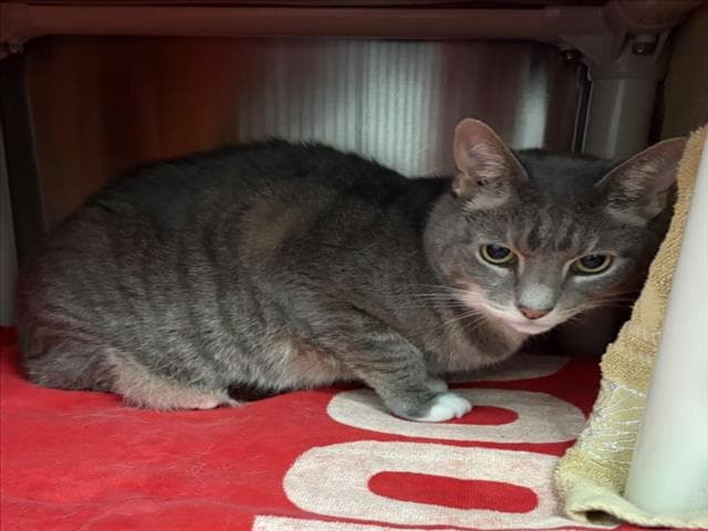 Hazel Bella - Domestic Short Hair