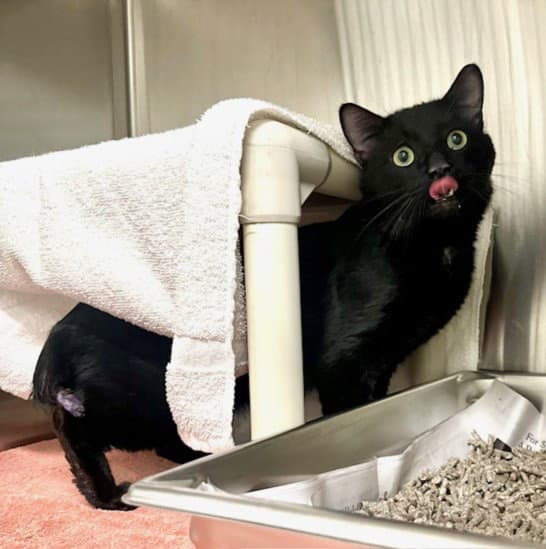 Melvin - Domestic Short Hair