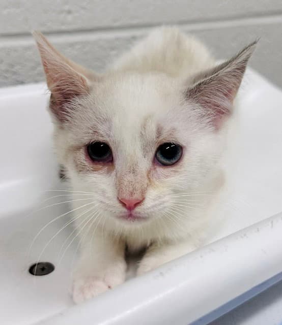 Kimchi - Domestic Short Hair