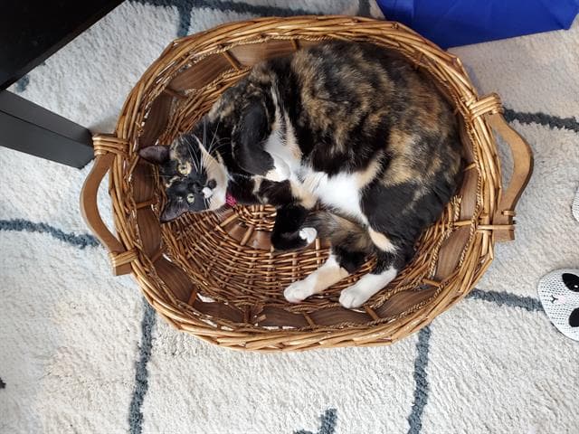 Confetti - Domestic Short Hair