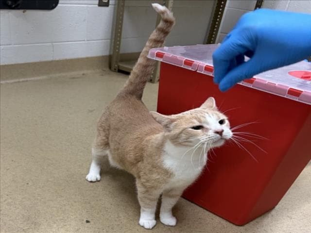 Fupa - Domestic Short Hair