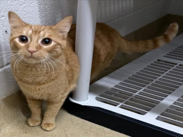 Mango Tango - Domestic Short Hair