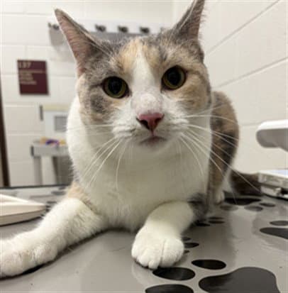 Madame Purrington - Domestic Short Hair