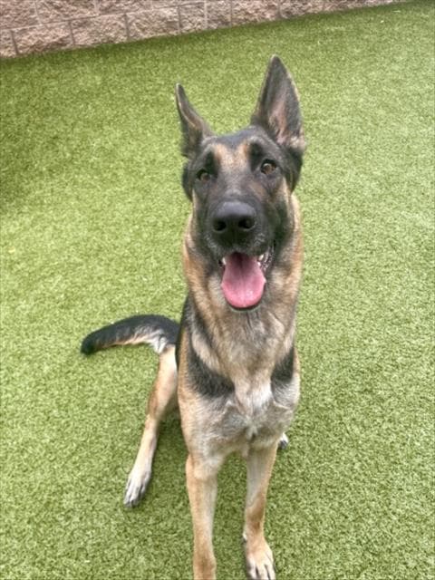 Mightyena - German Shepherd Dog