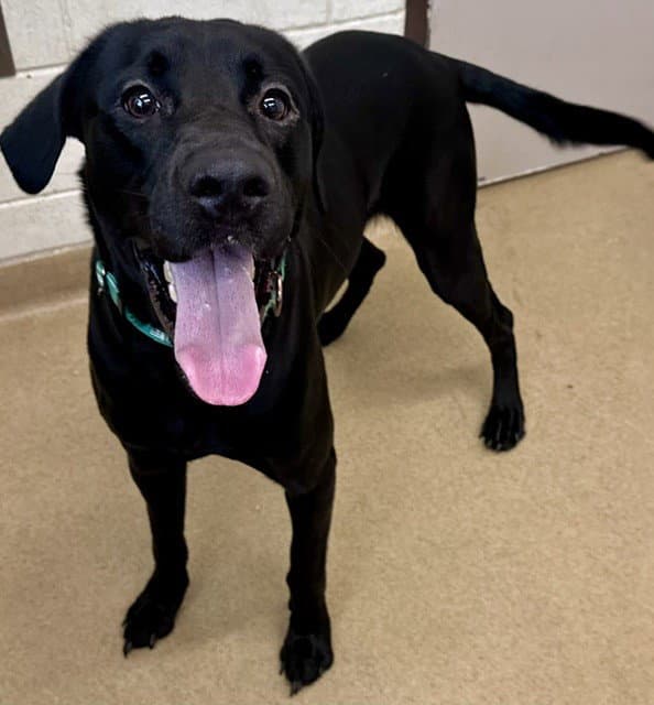 Jimmy Chew - Labrador Retriever