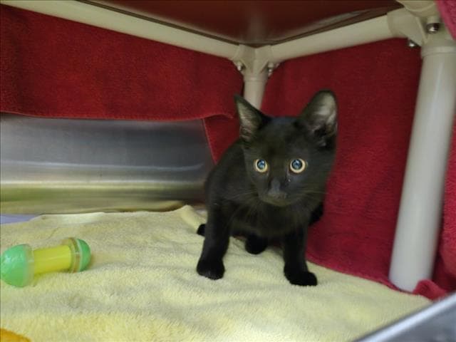 Charlotte Ketchup - Domestic Short Hair