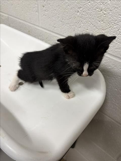 Quiche - Domestic Short Hair