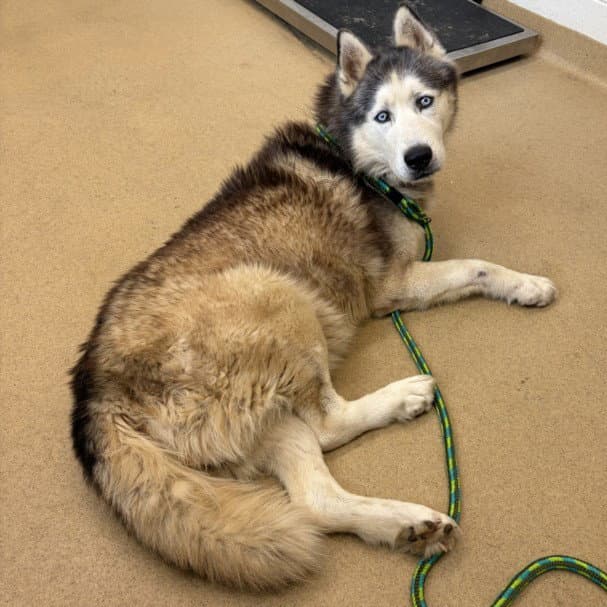 Blaze - Husky