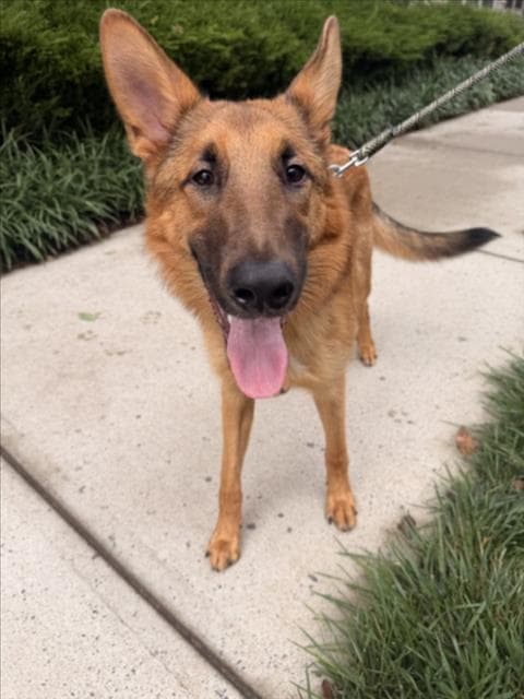 Blitzen - German Shepherd Dog
