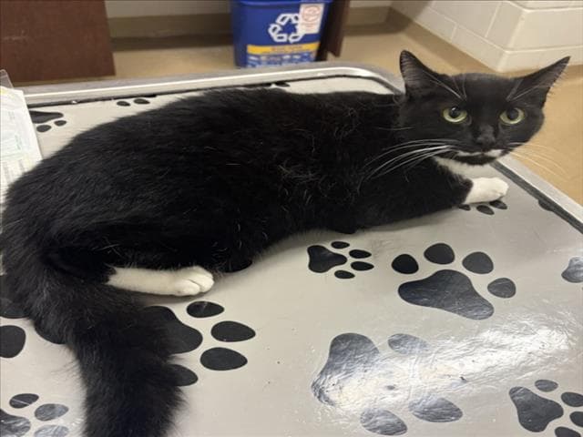 Hello Kitty - Domestic Short Hair