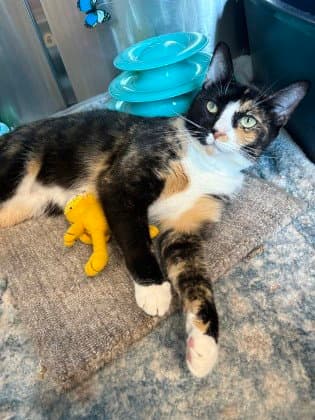 Harley Davidson - Domestic Short Hair