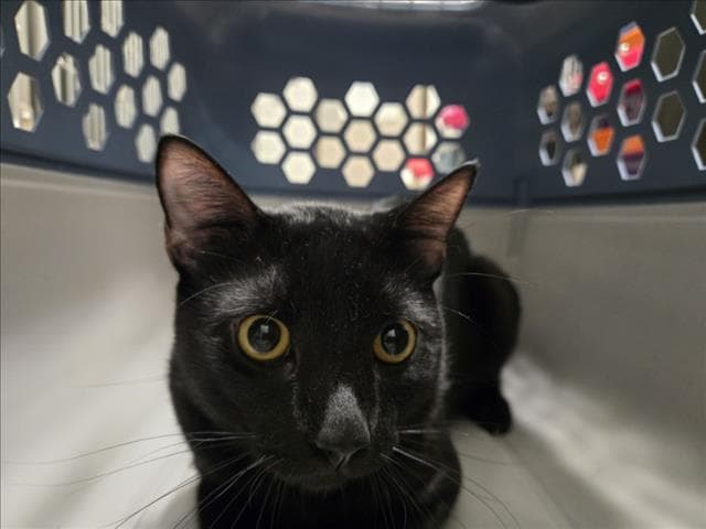 Sharpie - Domestic Short Hair