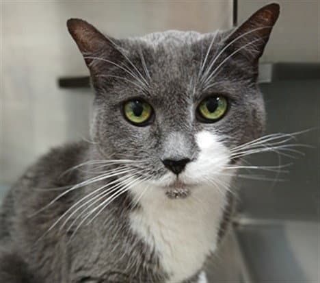 Boots - Domestic Short Hair