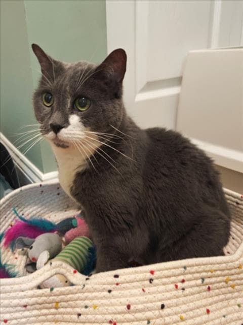 Boots - Domestic Short Hair