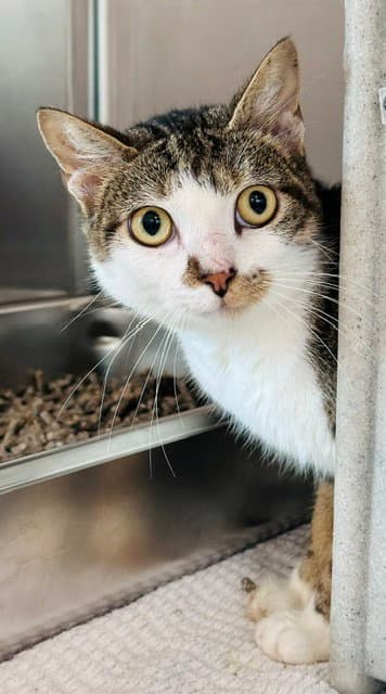Raspberry - Domestic Short Hair