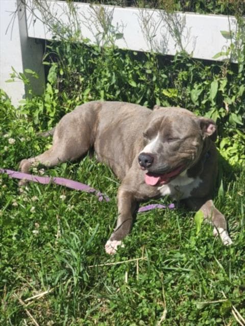 Seabiscuit - American Staffordshire Terrier