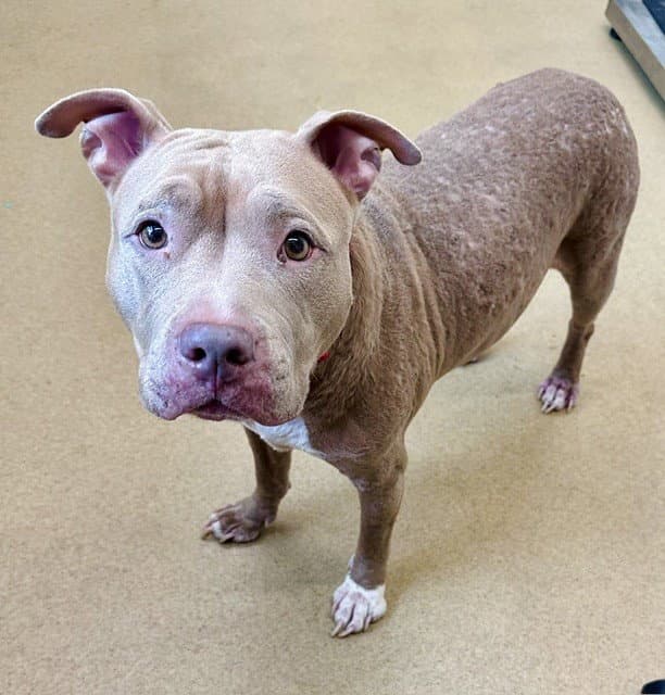 Acorn - American Pit Bull Terrier