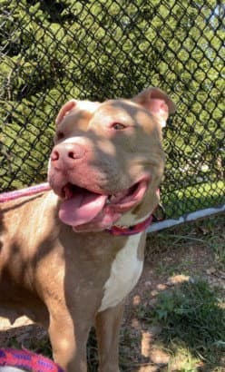 Acorn - American Pit Bull Terrier