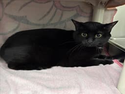 Binx image 1