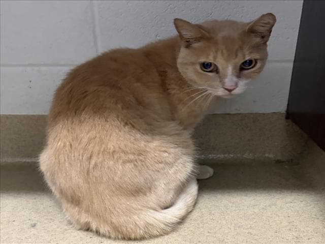 Tamale - Domestic Short Hair