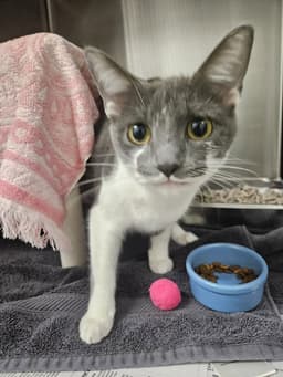 Mallory image 1
