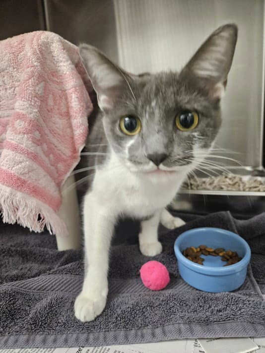 Mallory - Domestic Short Hair