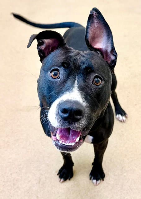 Alexa - American Pit Bull Terrier