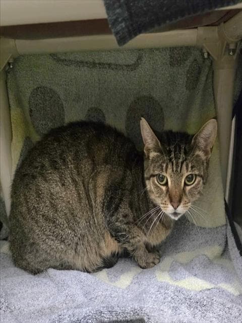 Bean - Domestic Short Hair