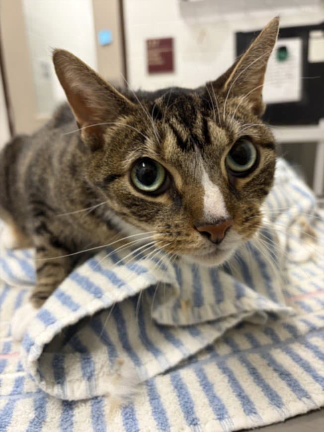 Squishy - Domestic Short Hair
