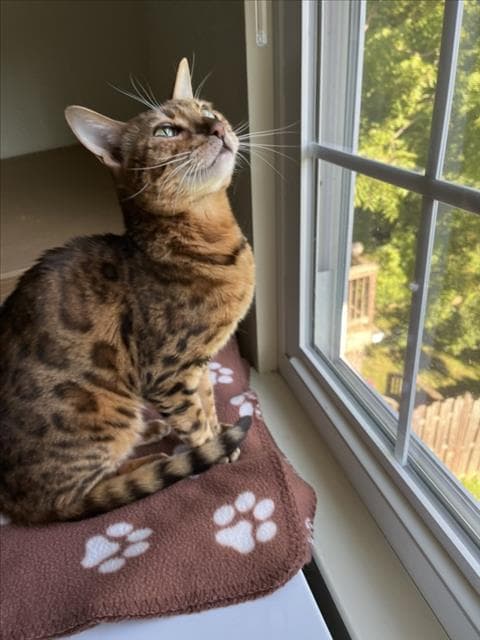 Glitter - Bengal