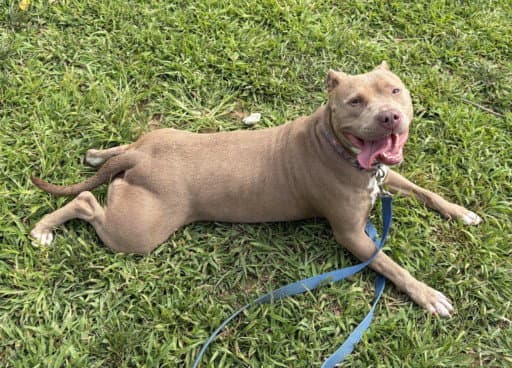 Lolita - American Pit Bull Terrier