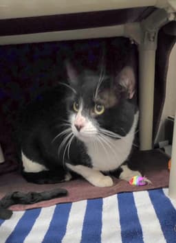 O Sole Meow image 1