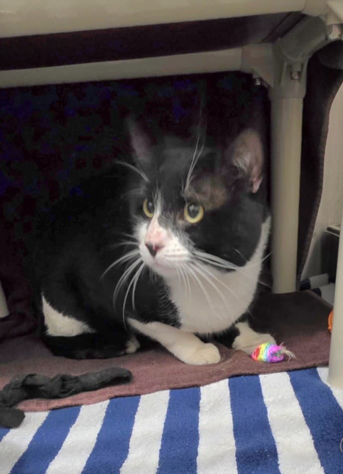 O Sole Meow - Domestic Short Hair