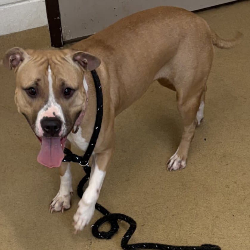 Special - American Pit Bull Terrier