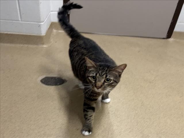 Blu - Domestic Short Hair