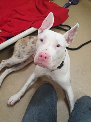 Cookie Dough - American Pit Bull Terrier