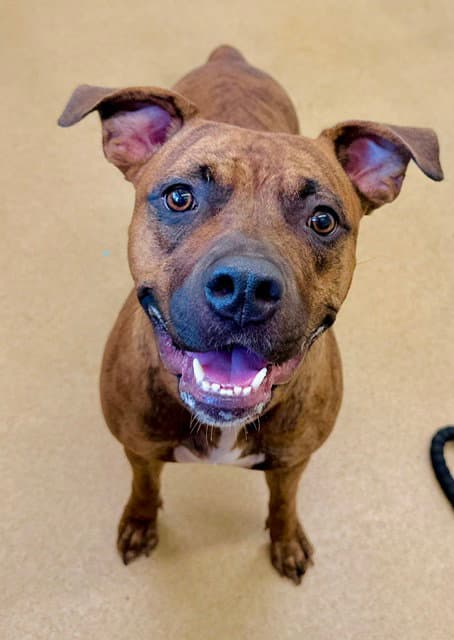 Trinity - American Pit Bull Terrier