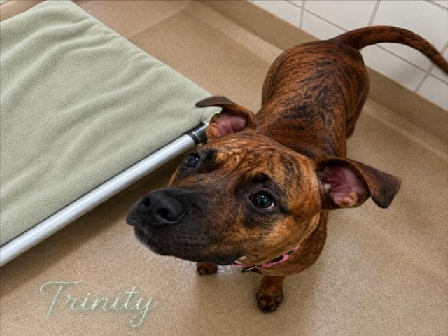 Trinity - American Pit Bull Terrier