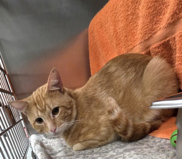 Sunkist - Domestic Short Hair