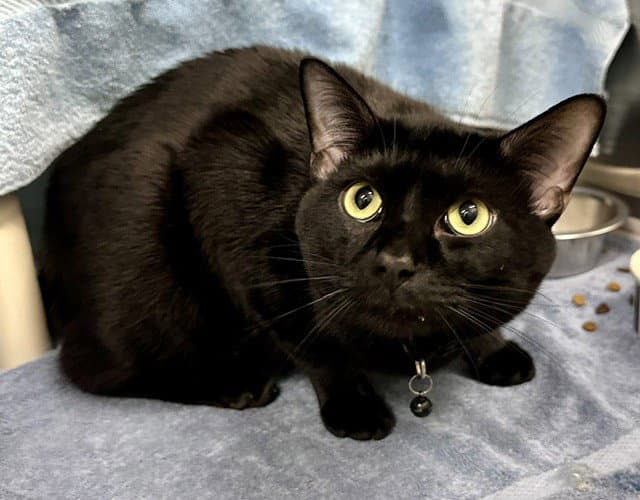 Eclipse - Domestic Short Hair