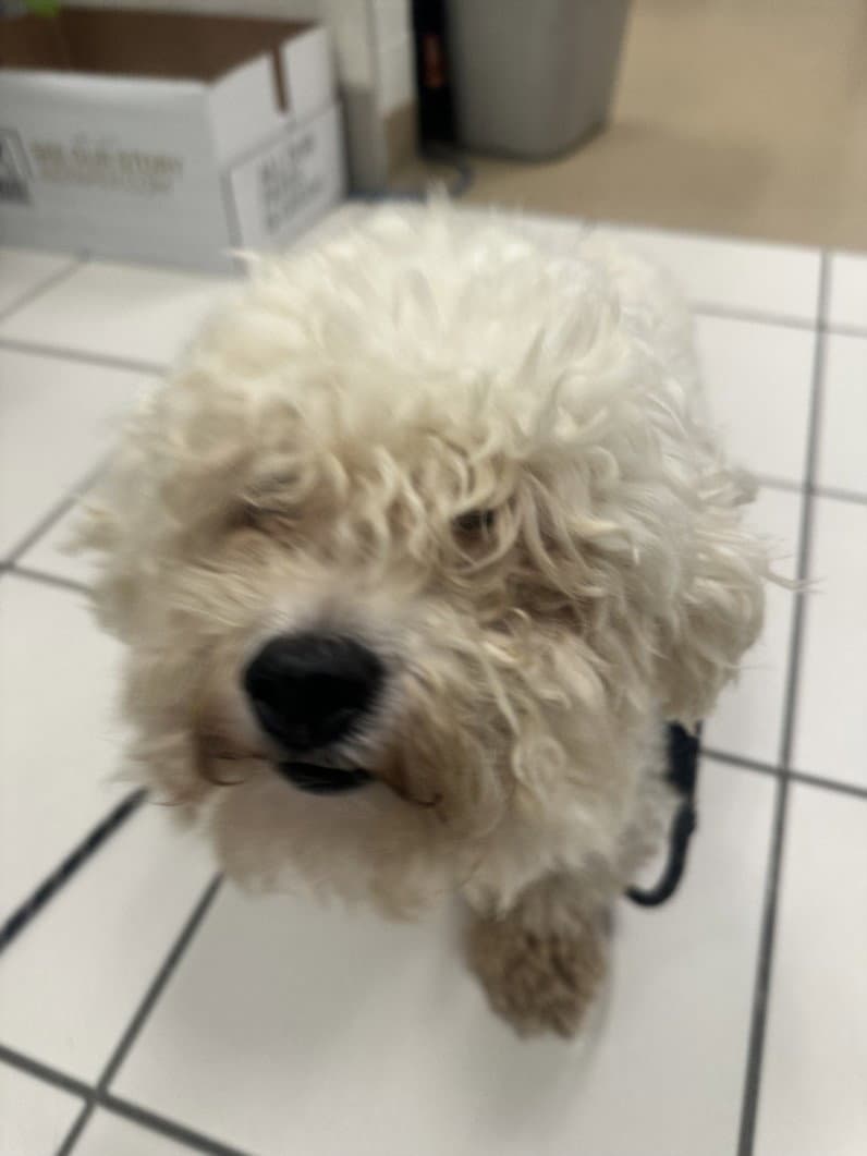 Paisley - Bichon Frise