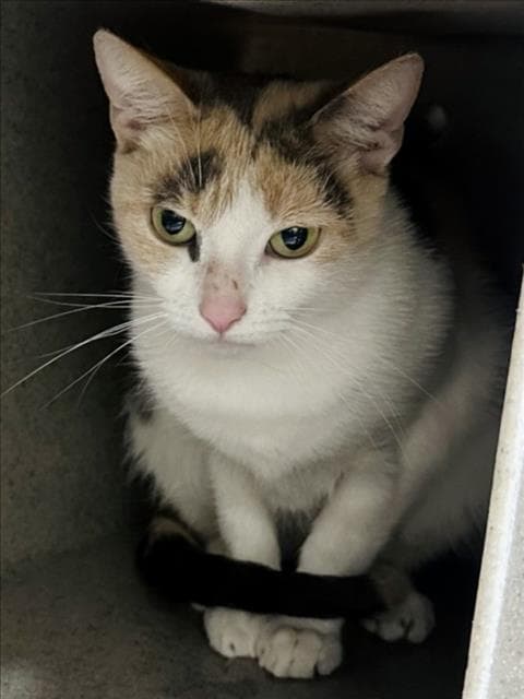 Glennie - Domestic Short Hair