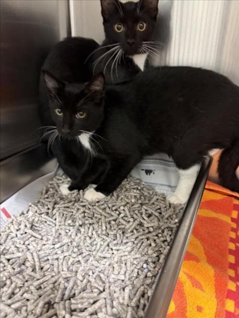 Clover - Domestic Short Hair