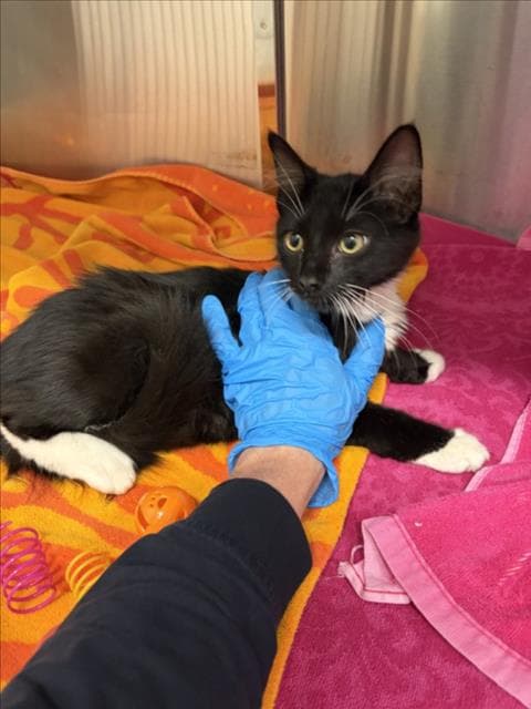 Jupiter - Domestic Short Hair