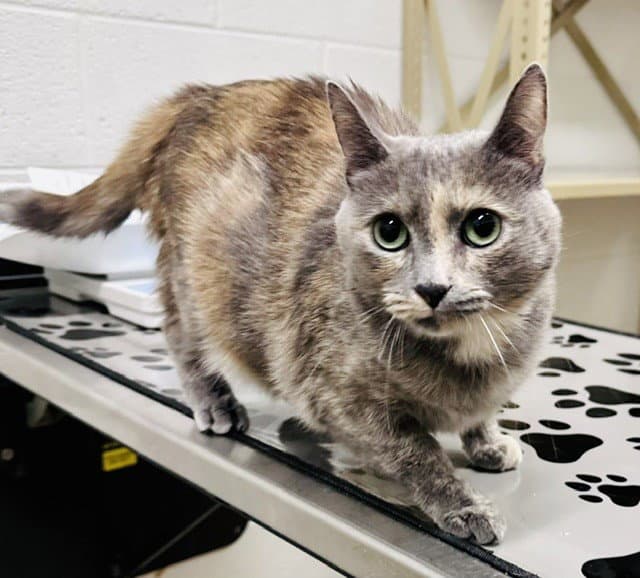 Marmalade - Domestic Short Hair
