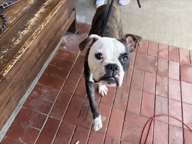 Alton - Boxer