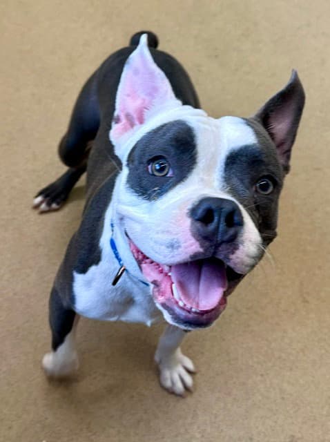 Puparotti - American Pit Bull Terrier