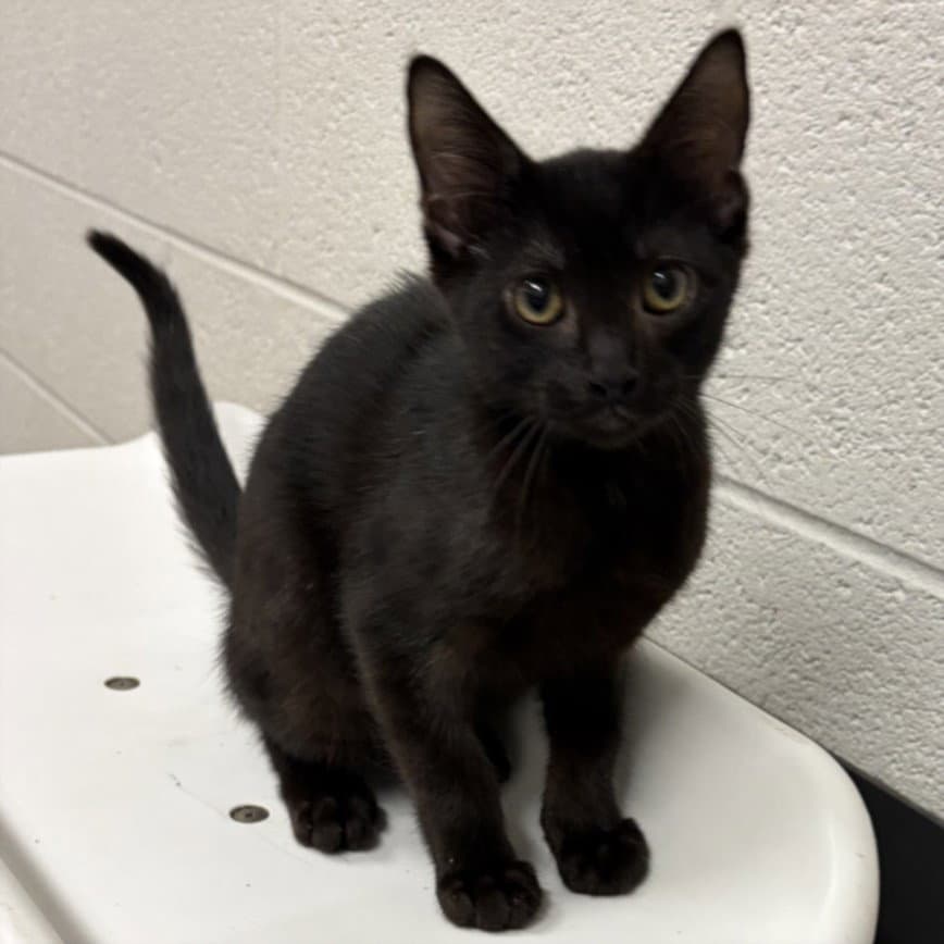 Dime - Domestic Short Hair